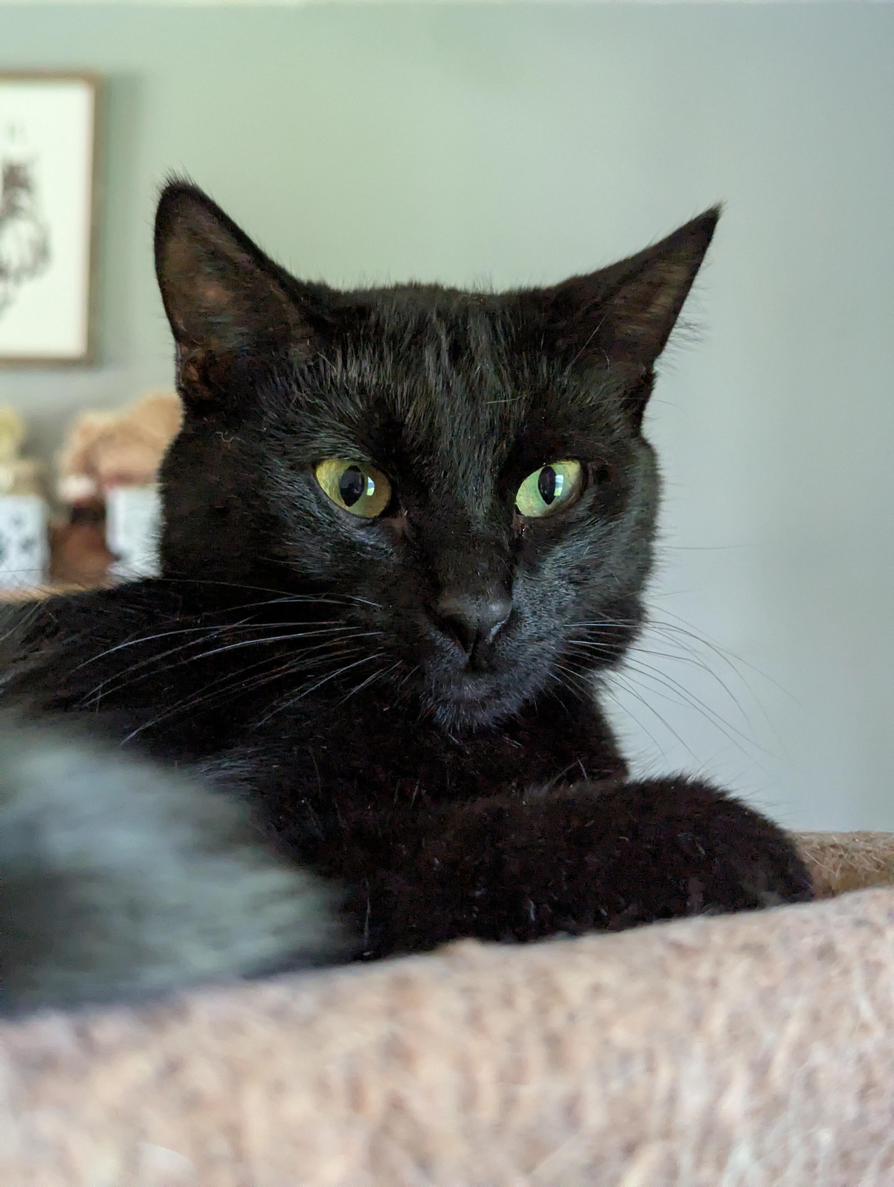 Cynder