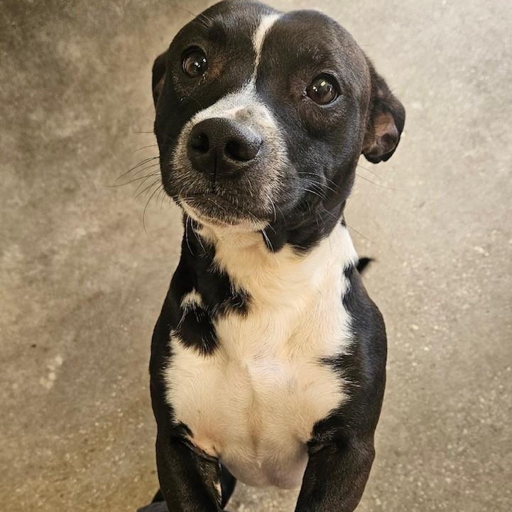 Enlarge Koda, a Adoptable mixed breed in Windsor, CT image 2/3