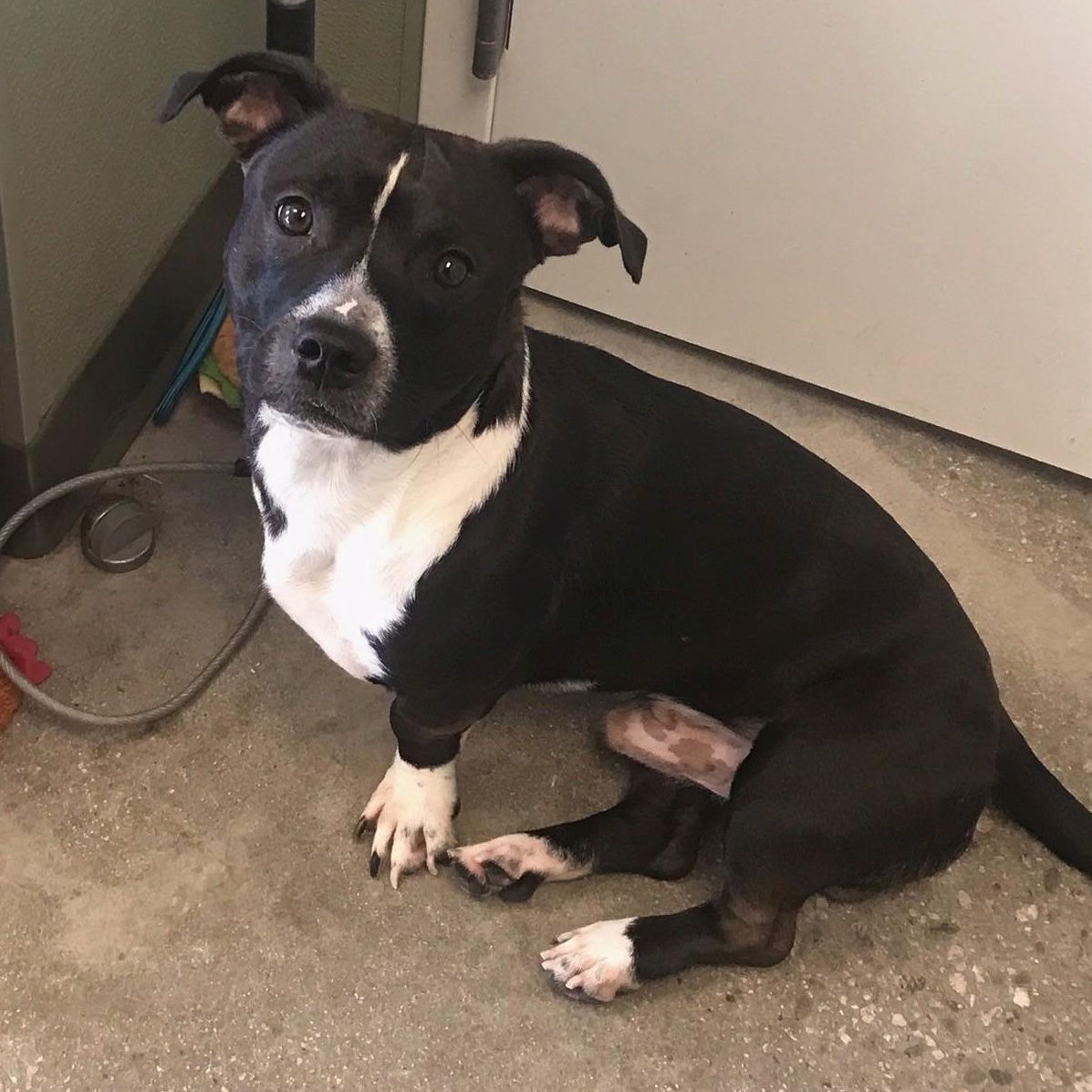 Enlarge Koda, a Adoptable mixed breed in Windsor, CT image 3/3