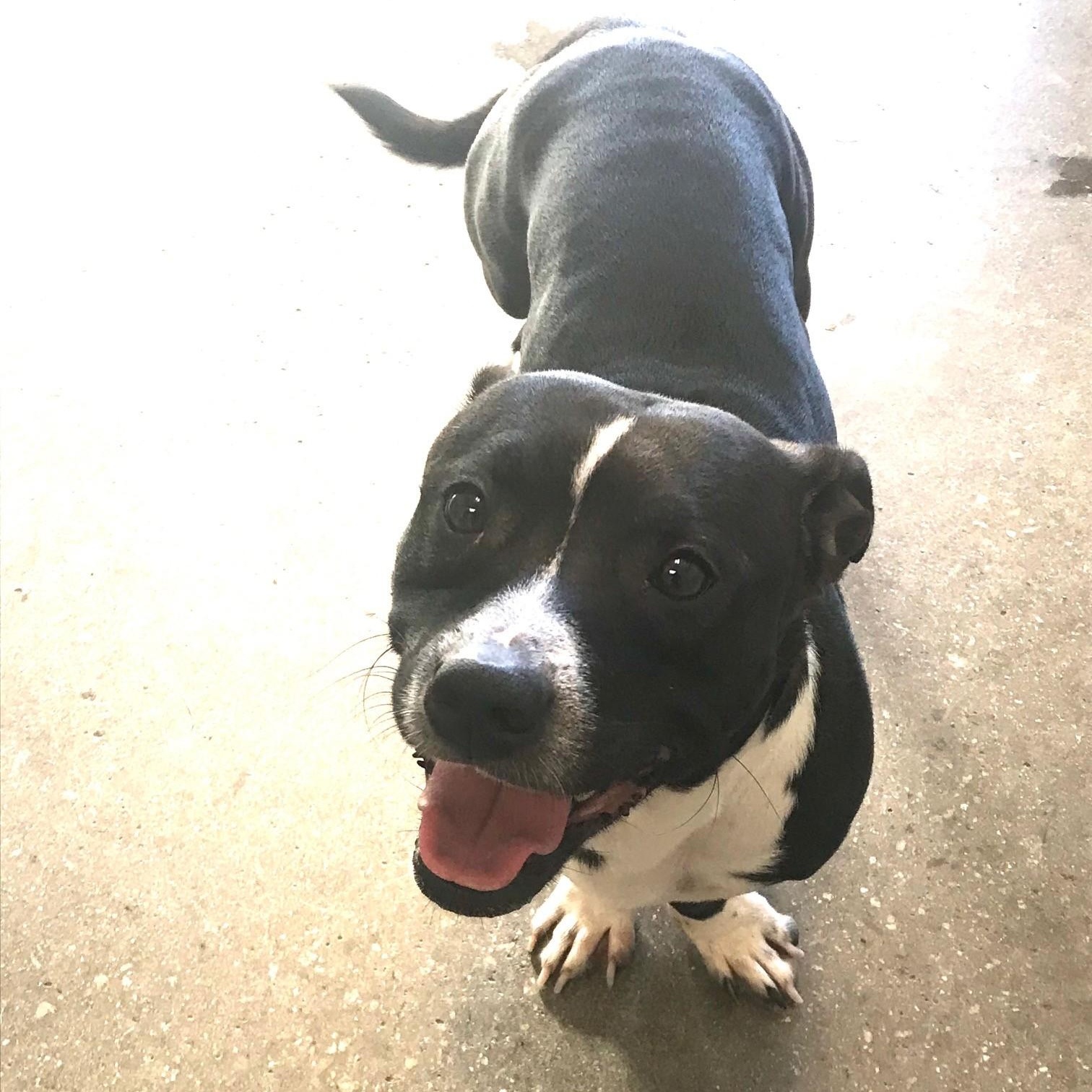 Koda, Adoptable, Young Male Pit Bull Terrier & Dachshund.