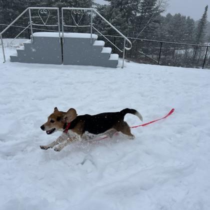 Dusty, Adoptable, Adult Male Beagle & Mixed Breed.