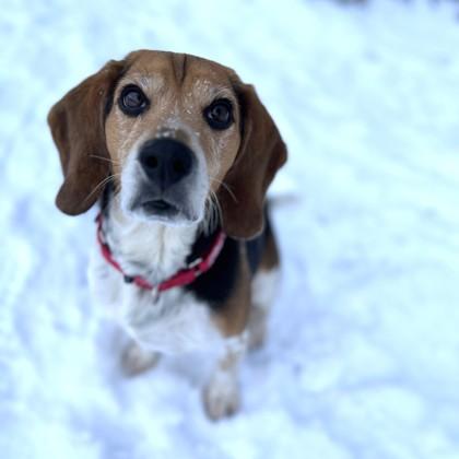 Dusty, a Adoptable mixed breed in East Montpelier, VT image 1/3