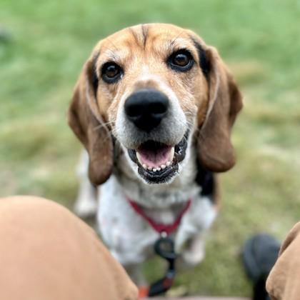 Dusty, a Adoptable mixed breed in East Montpelier, VT image 2/3