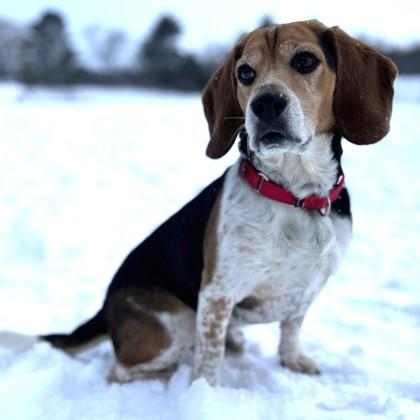 Dusty, a Adoptable mixed breed in East Montpelier, VT image 3/3
