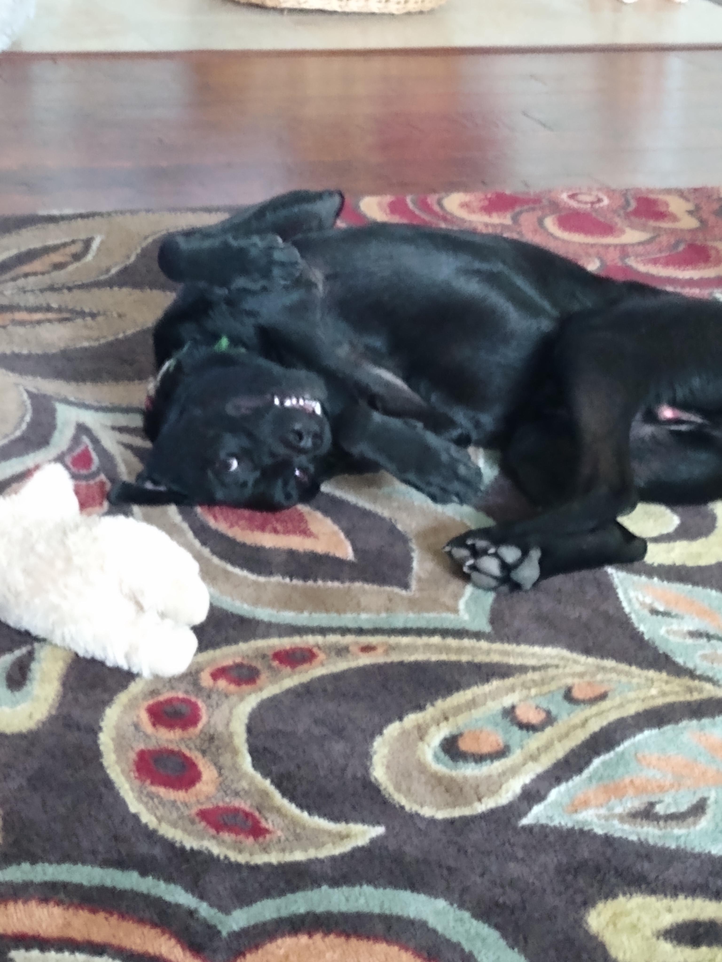 Jax, Adoptable, Adult Male Labrador Retriever & Mixed Breed.