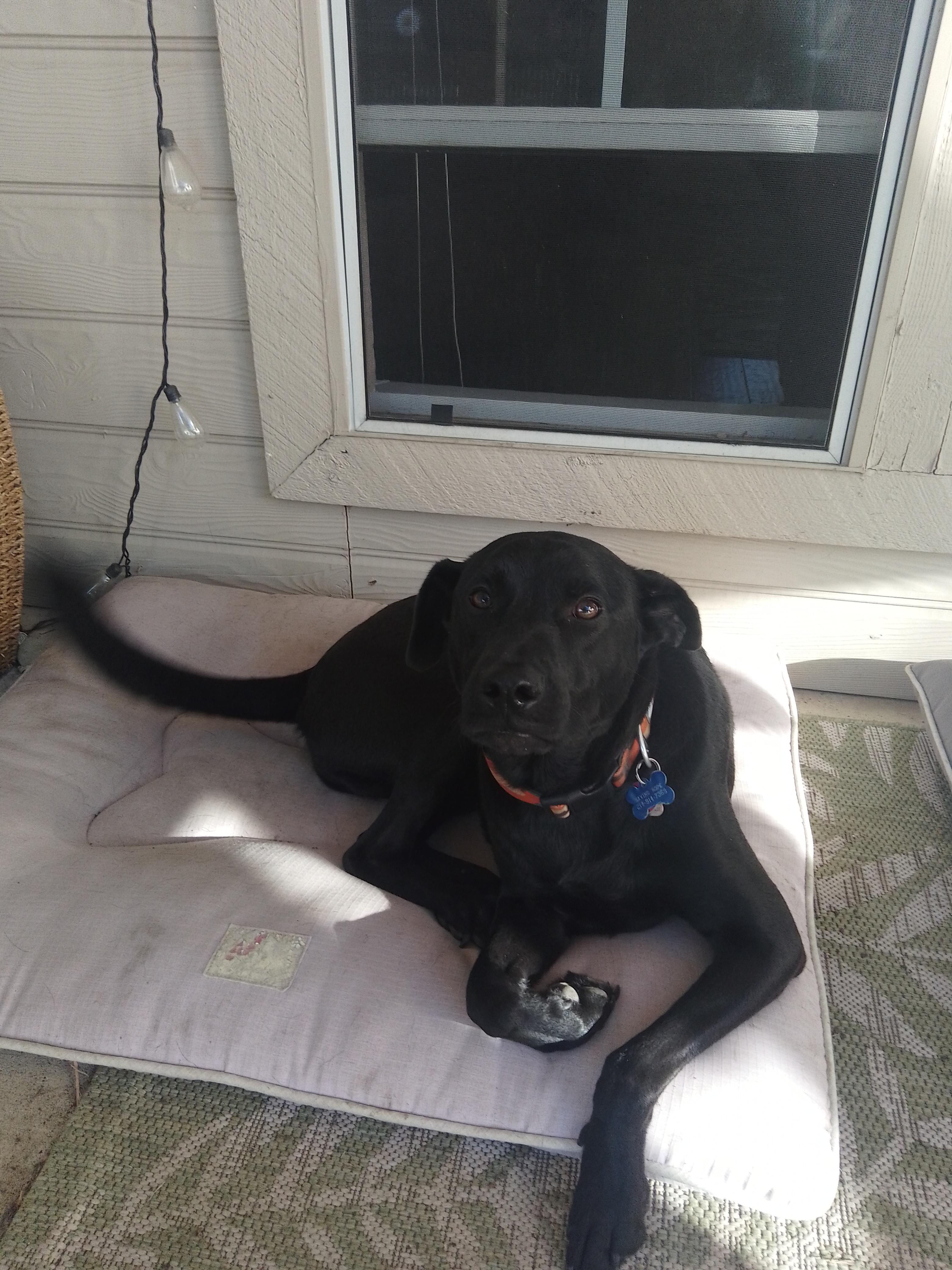Jax, a Adoptable mixed breed in Fort Worth, TX image 1/3