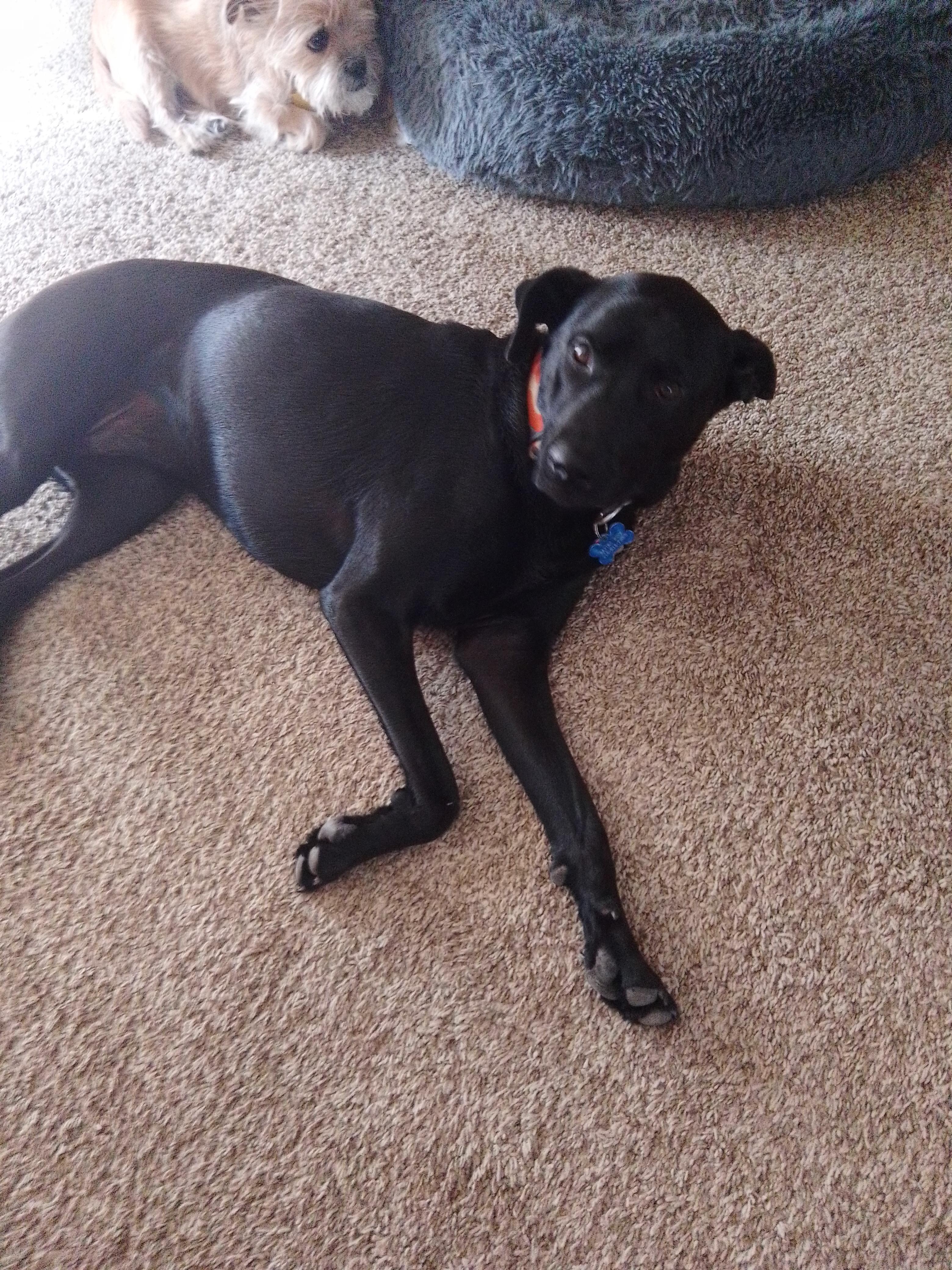 Enlarge Jax, a Adoptable mixed breed in Fort Worth, TX image 2/3