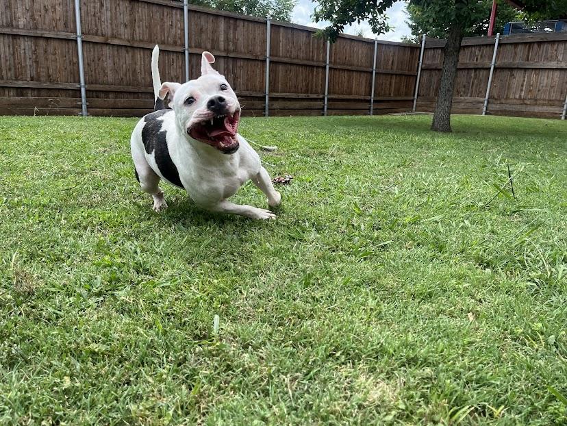 Enlarge Spot* A190826, a Adoptable Pit Bull Terrier in Plano, TX image 5/6