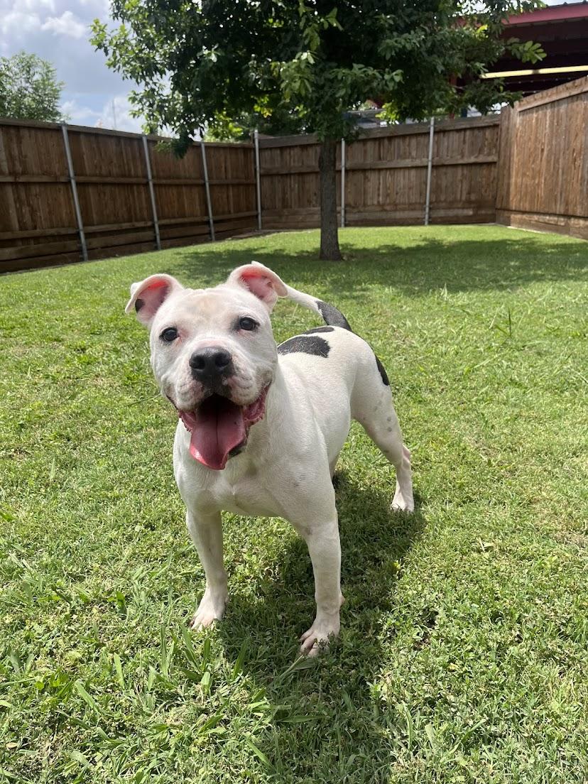 Enlarge Spot* A190826, a Adoptable Pit Bull Terrier in Plano, TX image 6/6