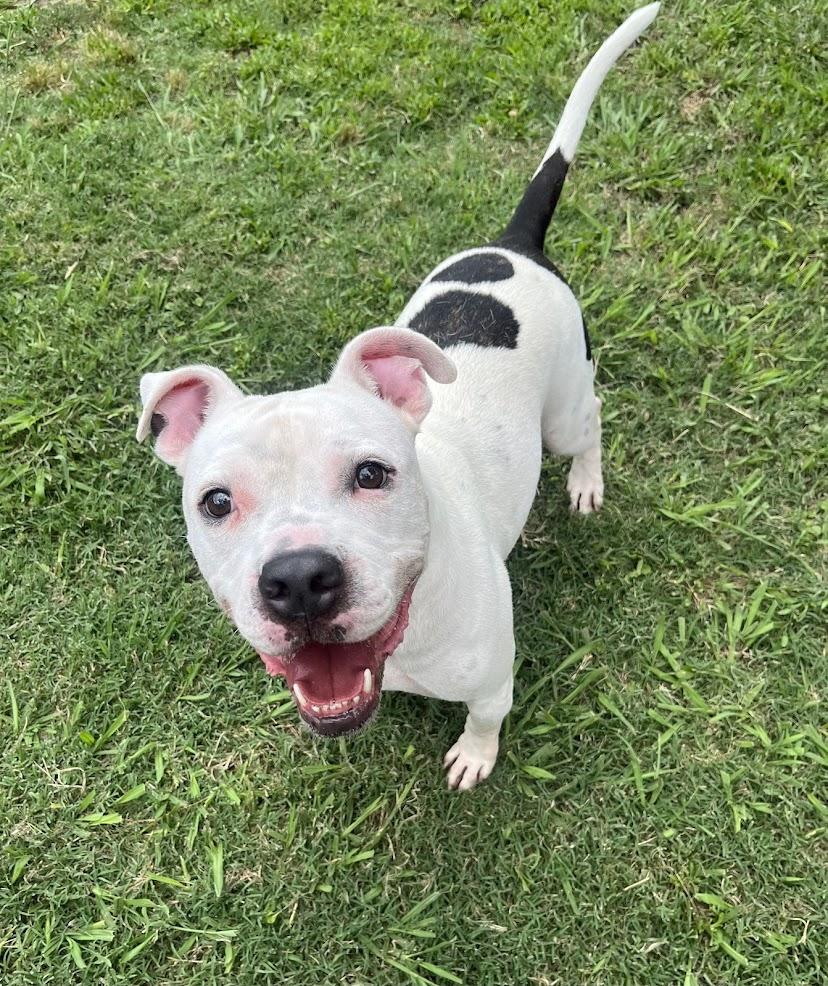 Enlarge Spot* A190826, a Adoptable Pit Bull Terrier in Plano, TX image 1/6