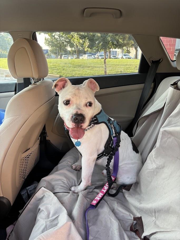 Spot* A190826, Adoptable, Adult Male Pit Bull Terrier.