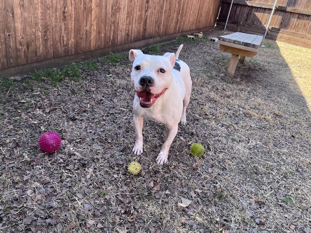 Spot* A190826, Adoptable, Adult Male Pit Bull Terrier.