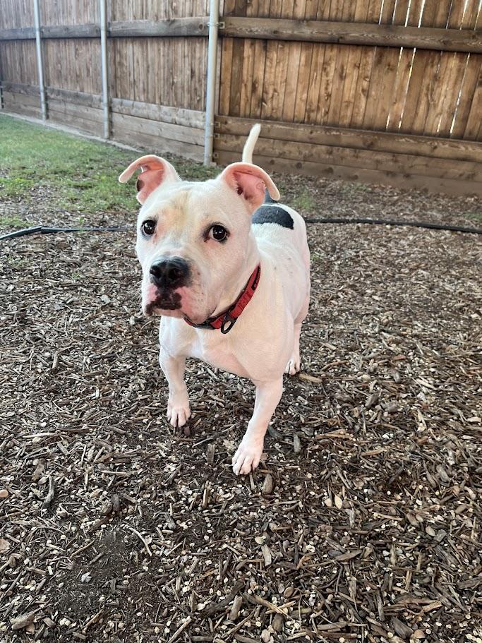 Enlarge Spot* A190826, a Adoptable Pit Bull Terrier in Plano, TX image 4/6