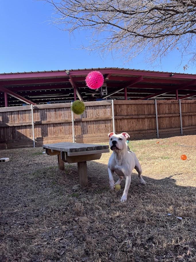 Enlarge Spot* A190826, a Adoptable Pit Bull Terrier in Plano, TX image 6/6