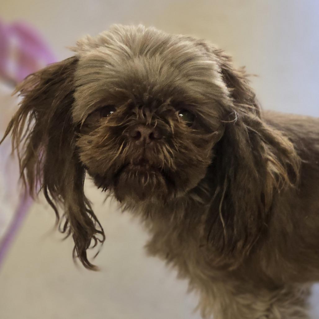 Thelma, Adoptable, Adult Female Shih Tzu.