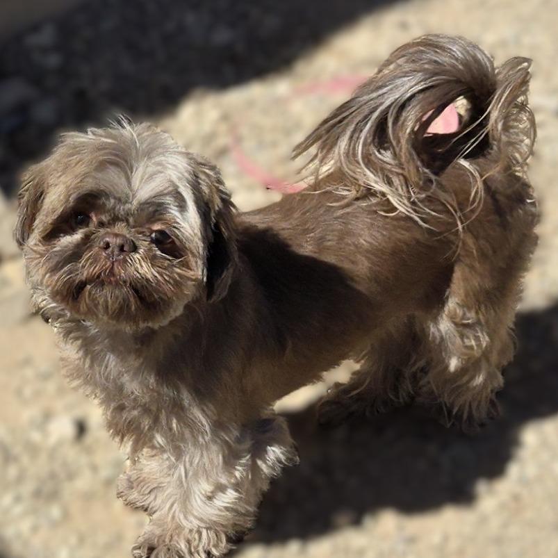 Thelma, a Adoptable Shih Tzu in Wickenburg, AZ image 2/4