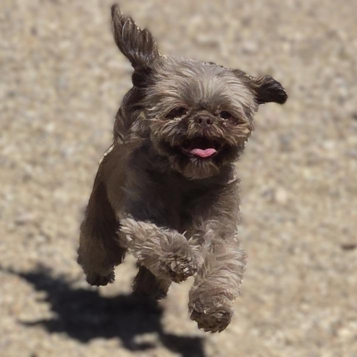 Thelma, a Adoptable Shih Tzu in Wickenburg, AZ image 3/4