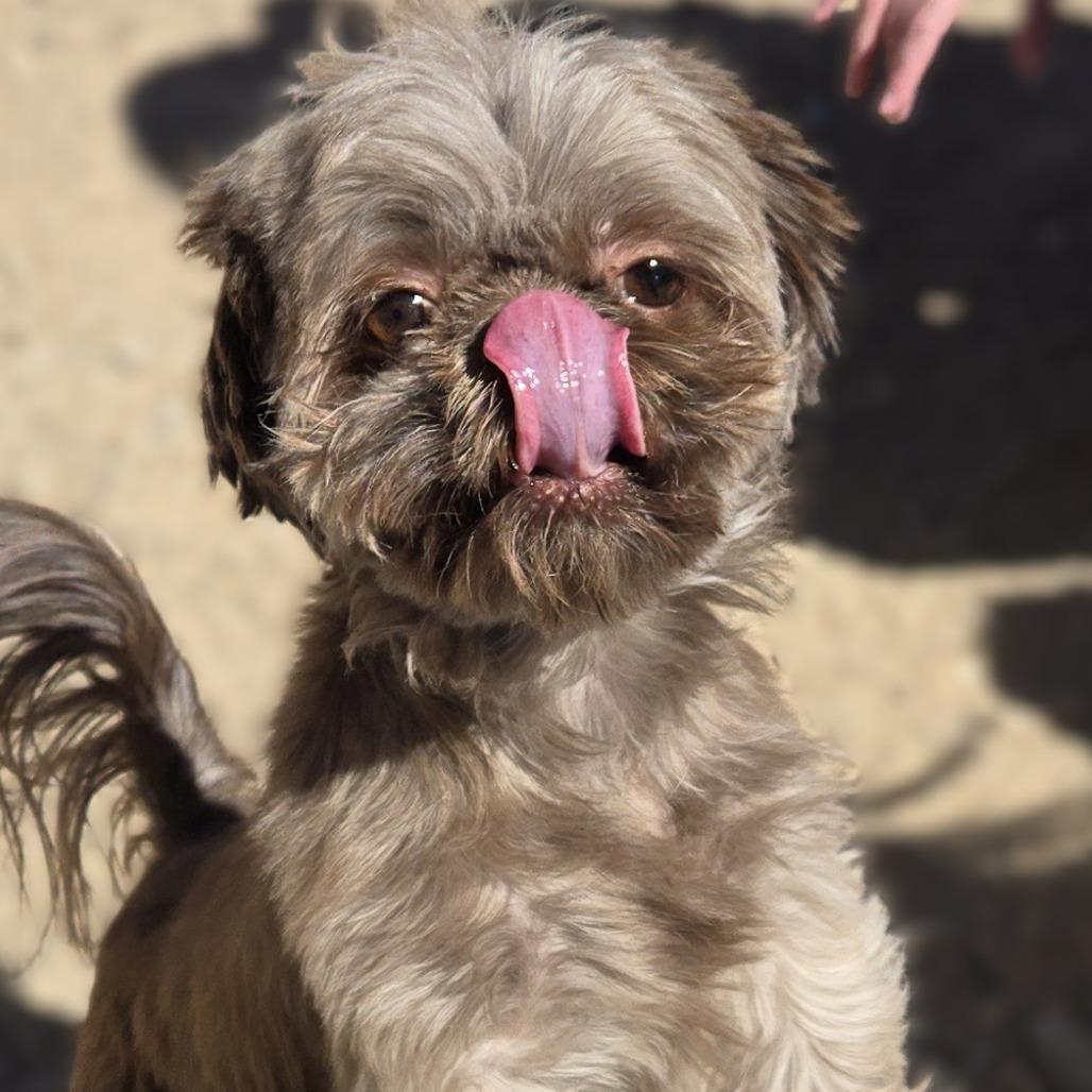 Thelma, a Adoptable Shih Tzu in Wickenburg, AZ image 4/4