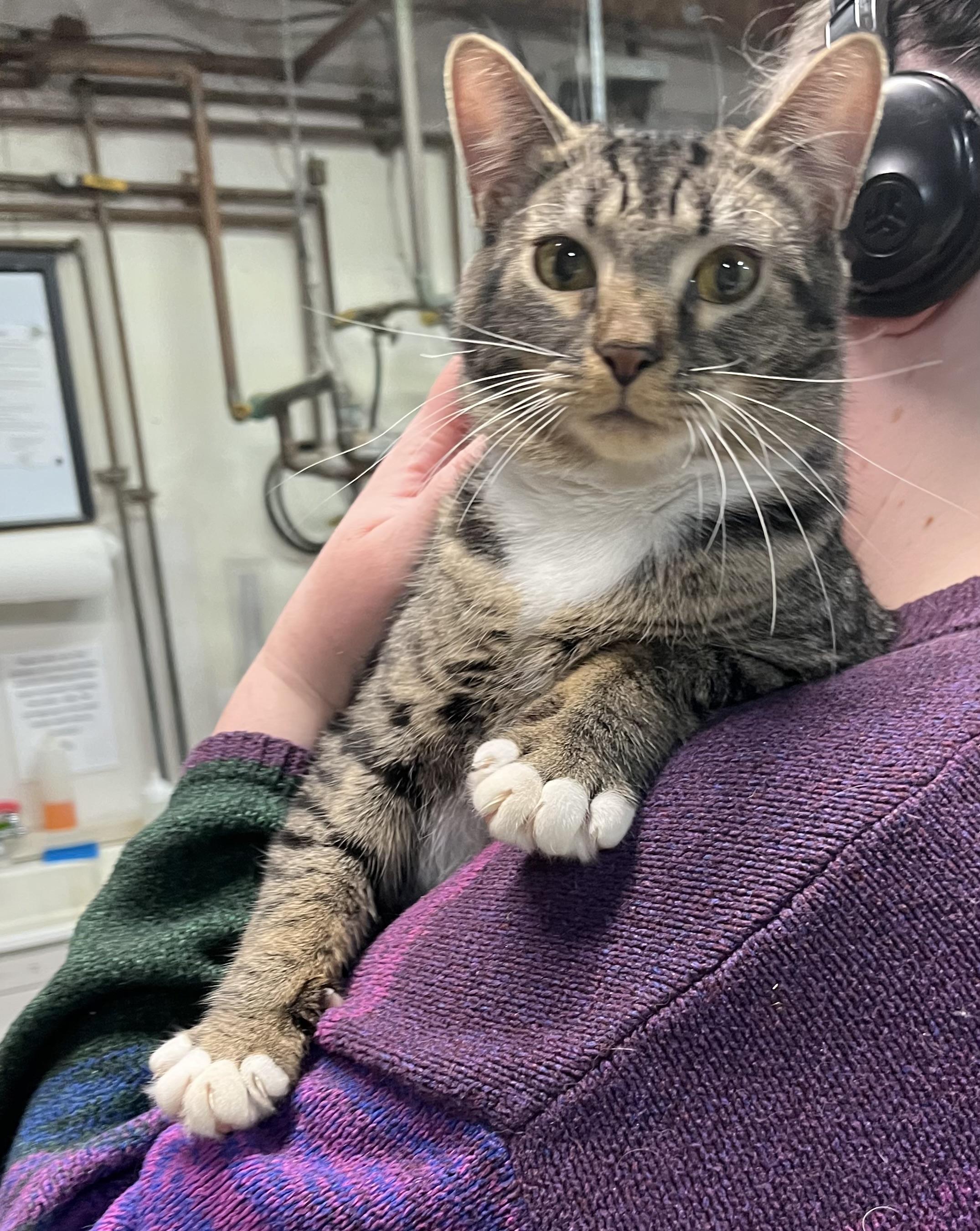 Enlarge Amelia and her kitten Clara, a Adoptable Domestic Short Hair in Cortland, NY image 2/4