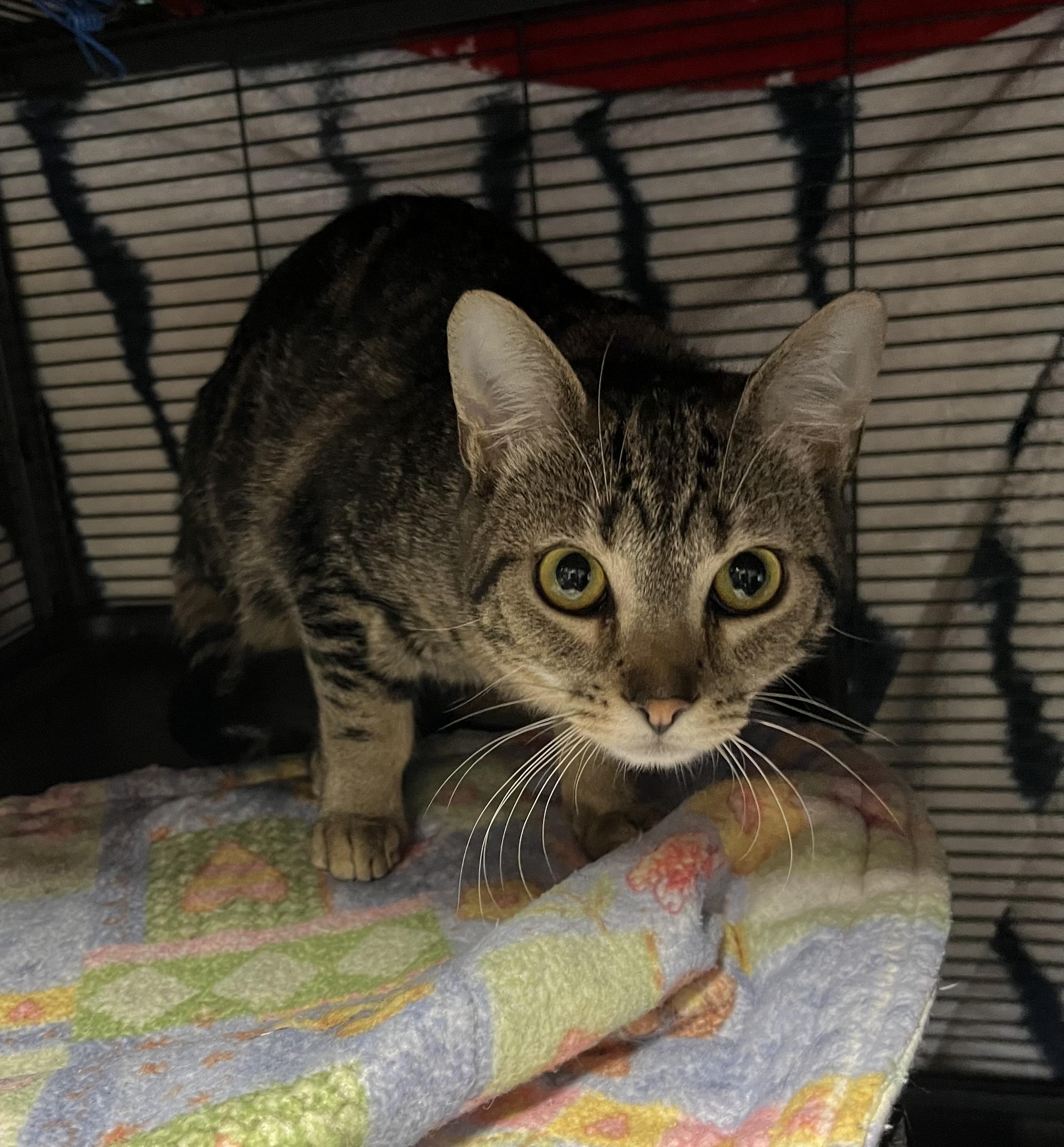Enlarge Amelia and her kitten Clara, a Adoptable Domestic Short Hair in Cortland, NY image 1/4
