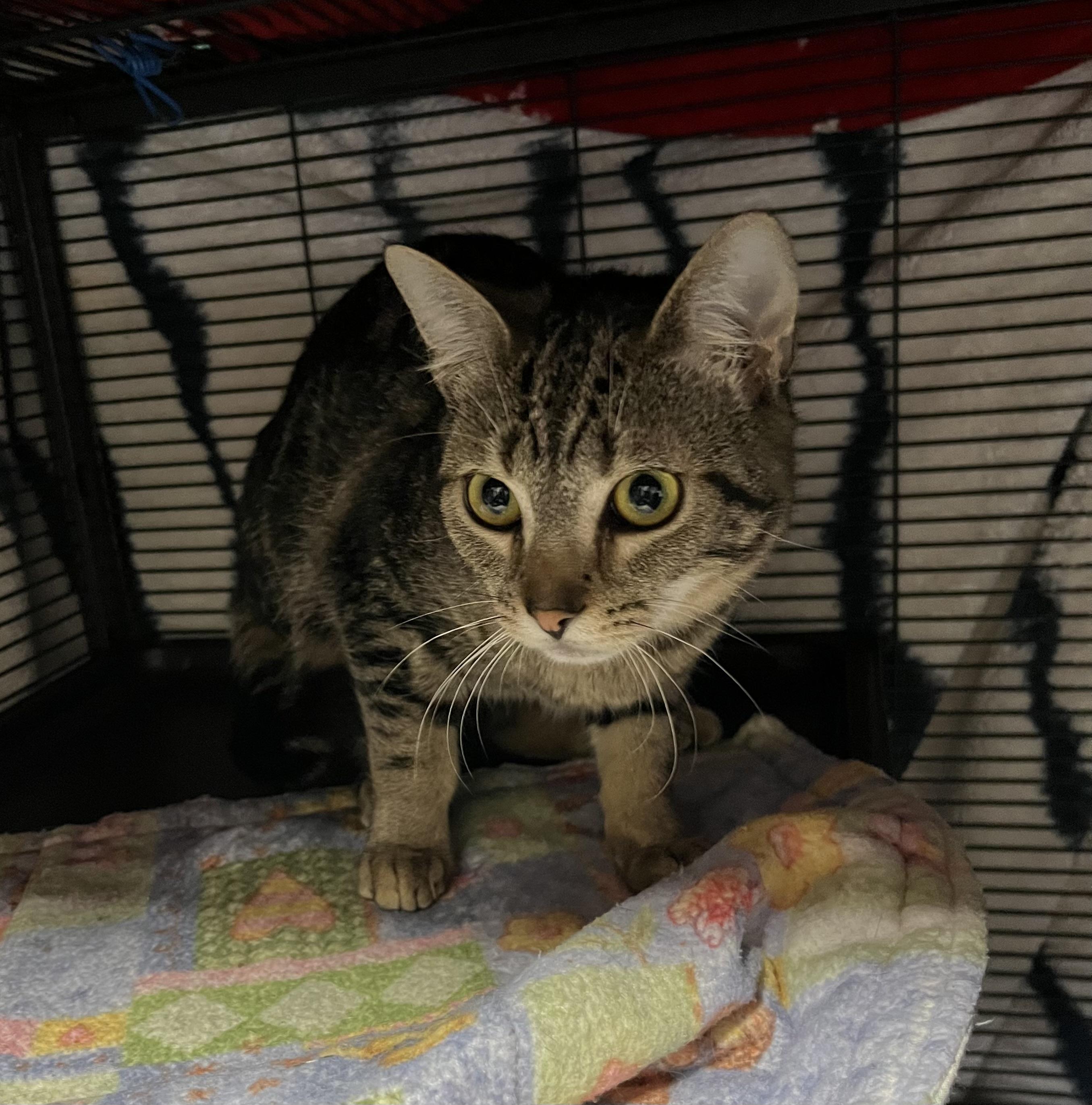 Enlarge Amelia and her kitten Clara, a Adoptable Domestic Short Hair in Cortland, NY image 4/4