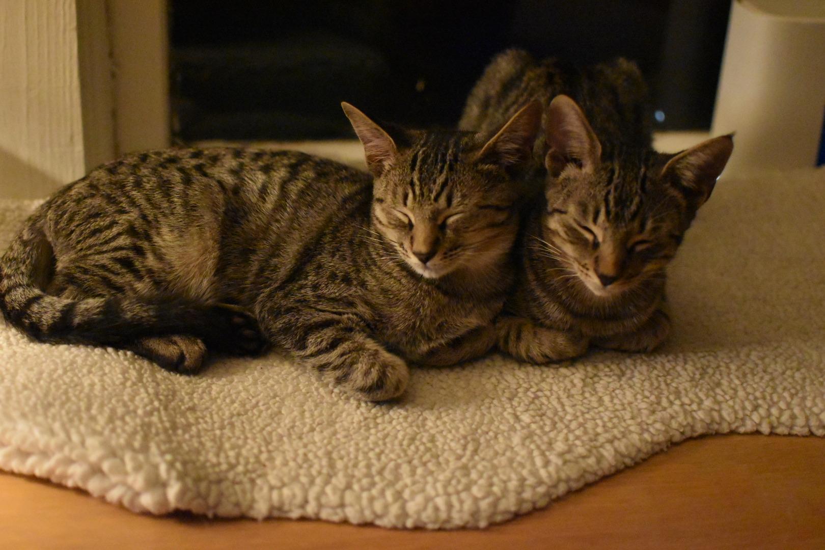 Enlarge Tom Loftis (Widow's Bay), a Adoptable Domestic Short Hair in Avondale Estates, GA image 3/3