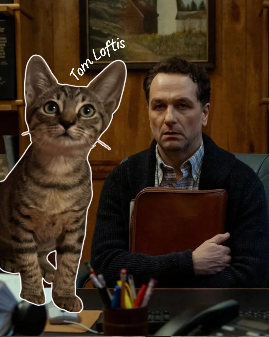 Tom Loftis (Widow's Bay), Adoptable, Kitten Male Domestic Short Hair.