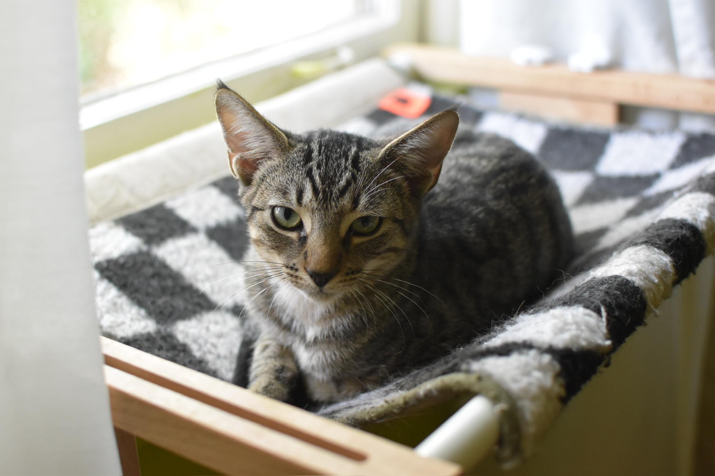 Enlarge Tom Loftis (Widow's Bay), a Adoptable Domestic Short Hair in Avondale Estates, GA image 2/3
