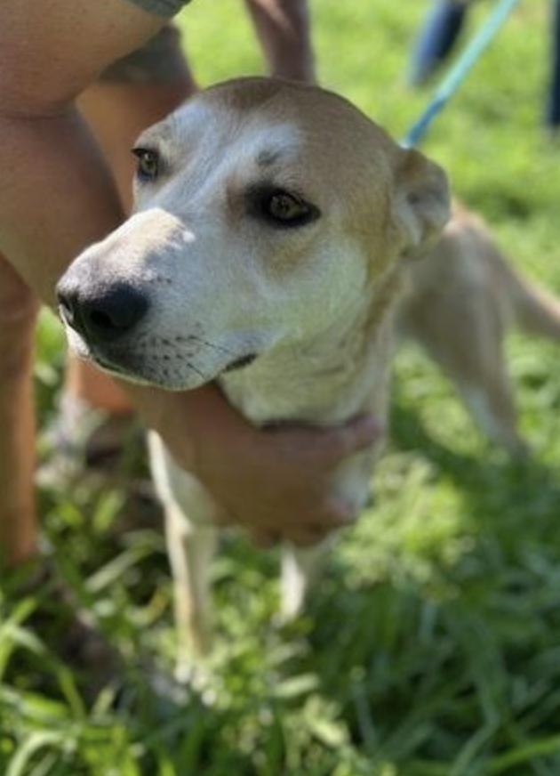 Selah, Adoptable, Adult Female Husky.