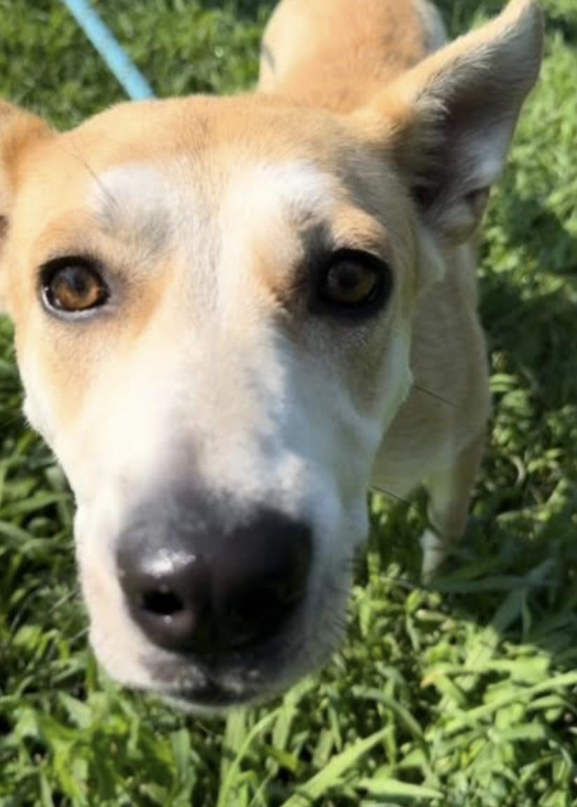 Enlarge Selah, a Adoptable Husky in Thomasville, NC image 3/3