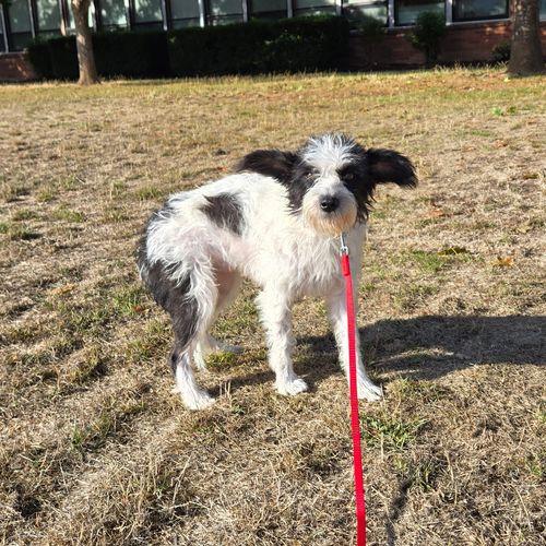 Mrs. Bennet, Adopted, Adult Female Terrier.