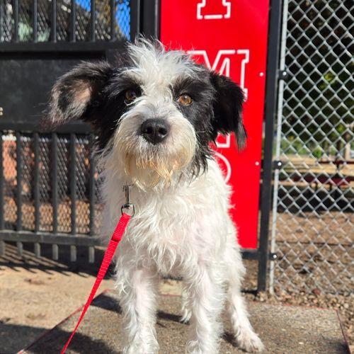 Enlarge Mrs. Bennet, a Adopted mixed breed in Eugene, OR image 2/3