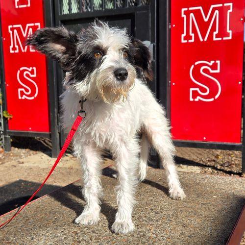 Enlarge Mrs. Bennet, a Adopted mixed breed in Eugene, OR image 3/3