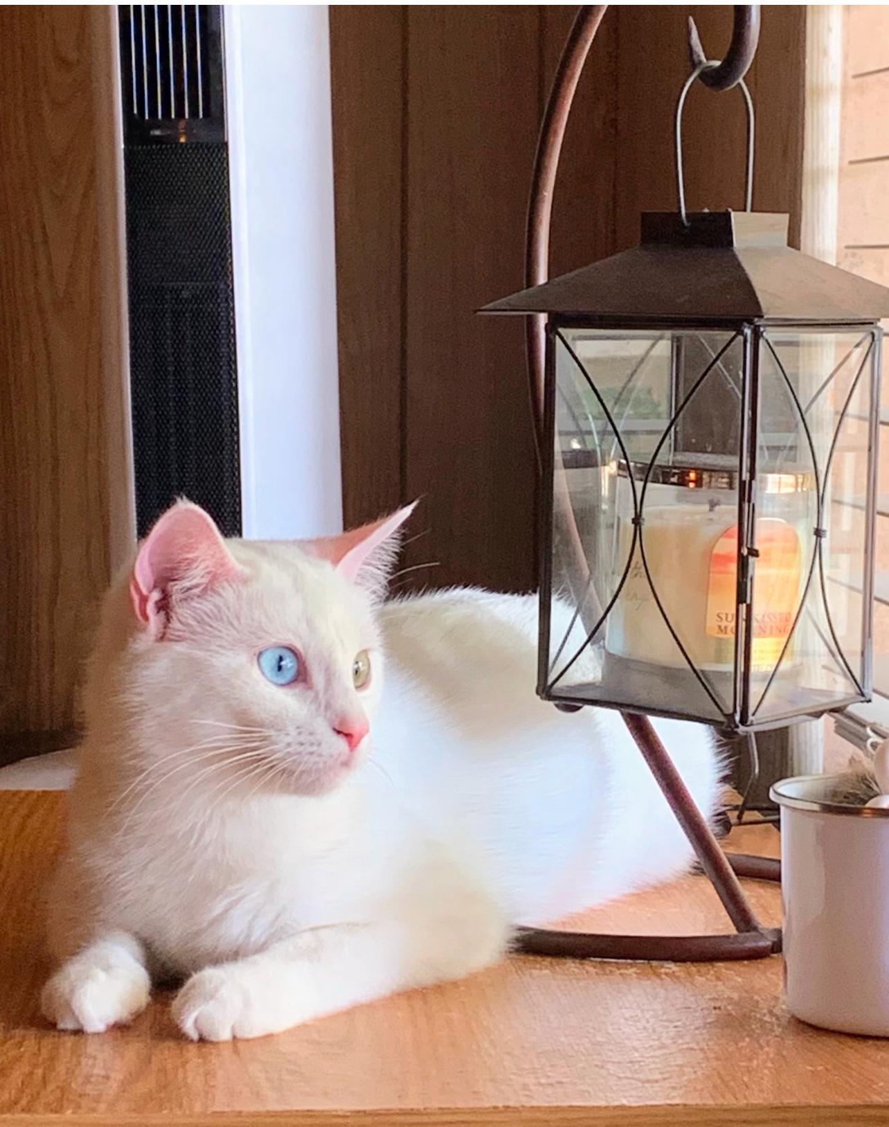 SAMMIE, Adoptable, Young Female Turkish Angora & Turkish Van.