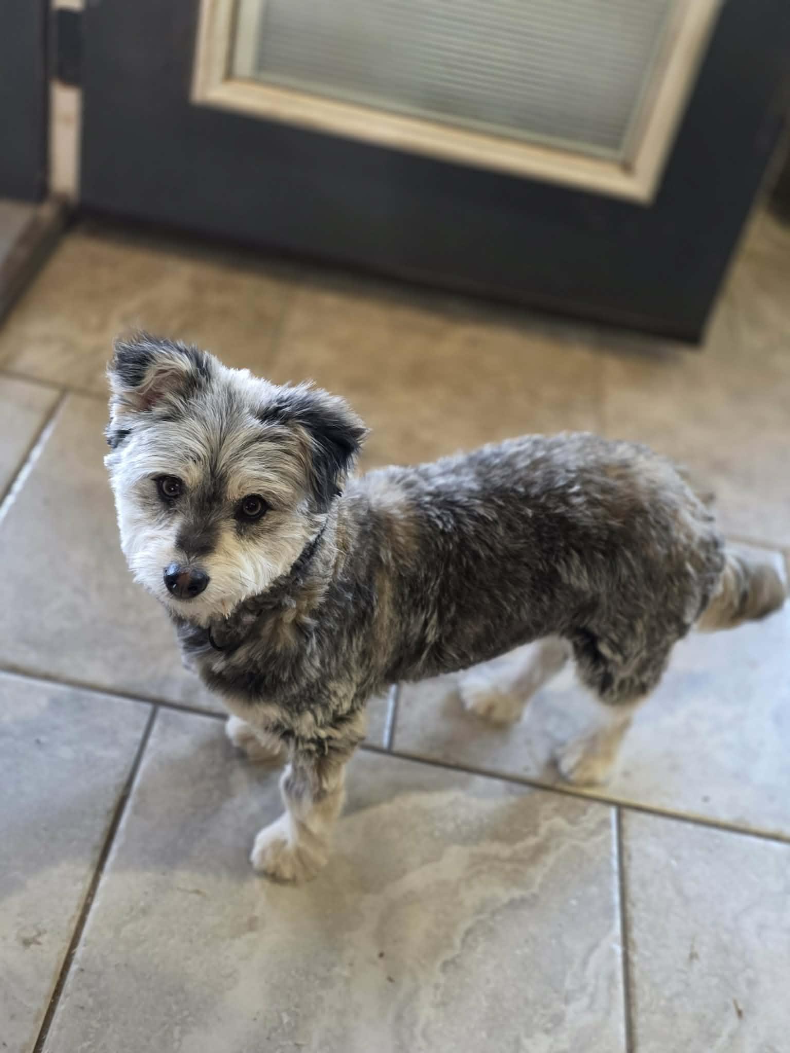 Enlarge Lonney, a ADOPTABLE mixed breed in Fort Collins, CO image 3/4