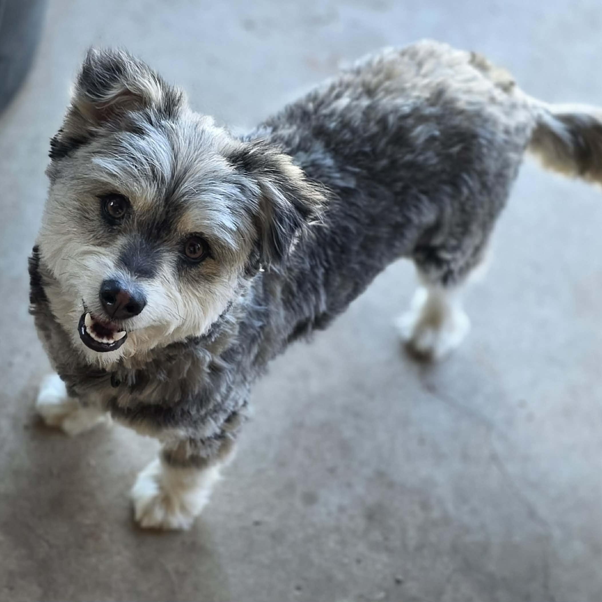 Lonney, ADOPTABLE, Adult Male Terrier.