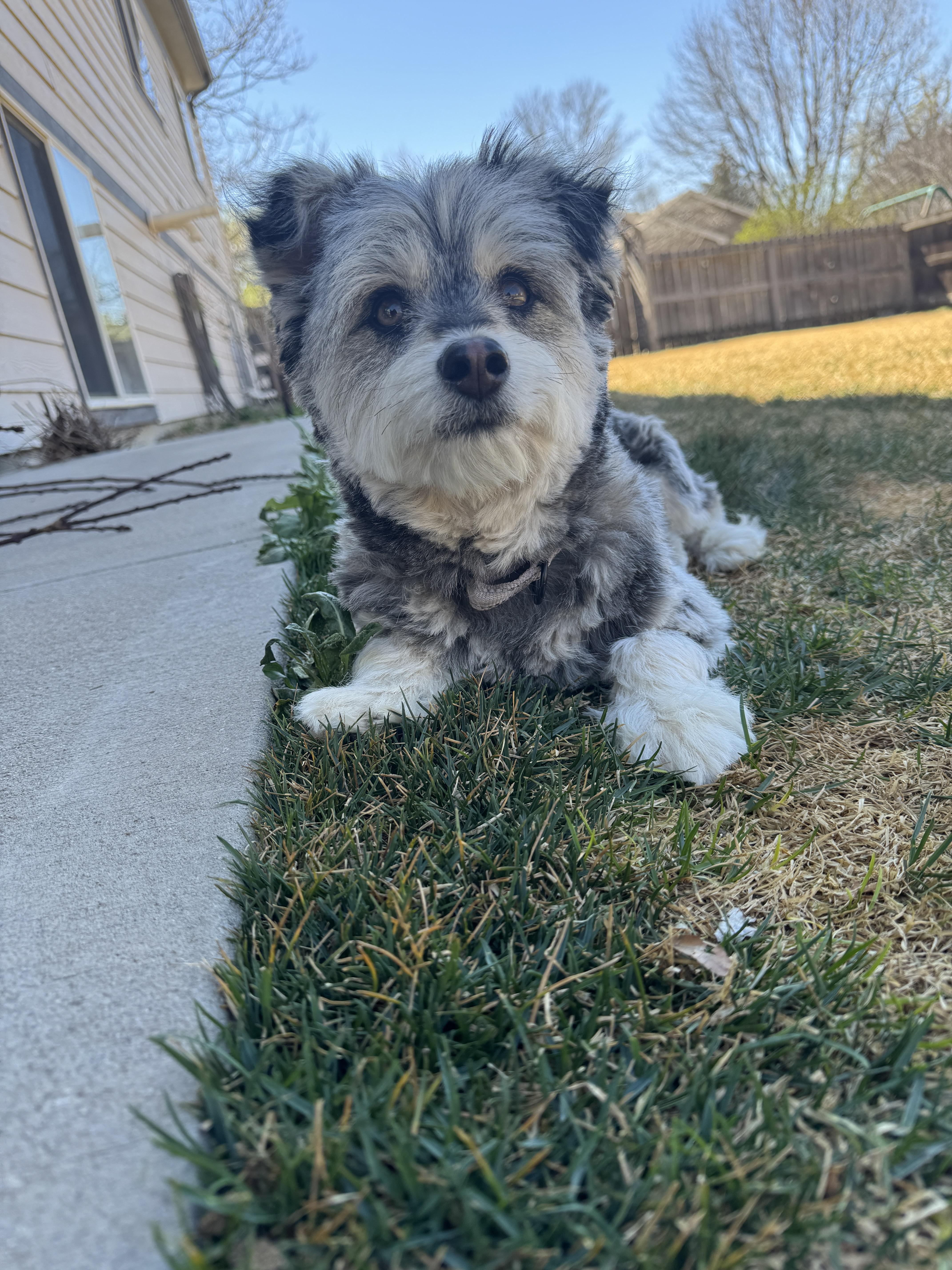 Enlarge Lonney, a ADOPTABLE mixed breed in Fort Collins, CO image 2/4