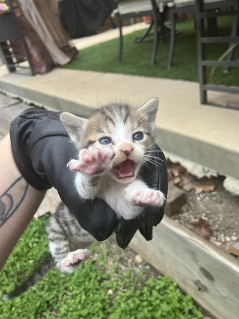 Enlarge DERPY, a Adoptable Domestic Medium Hair in Dallas, TX image 1/1