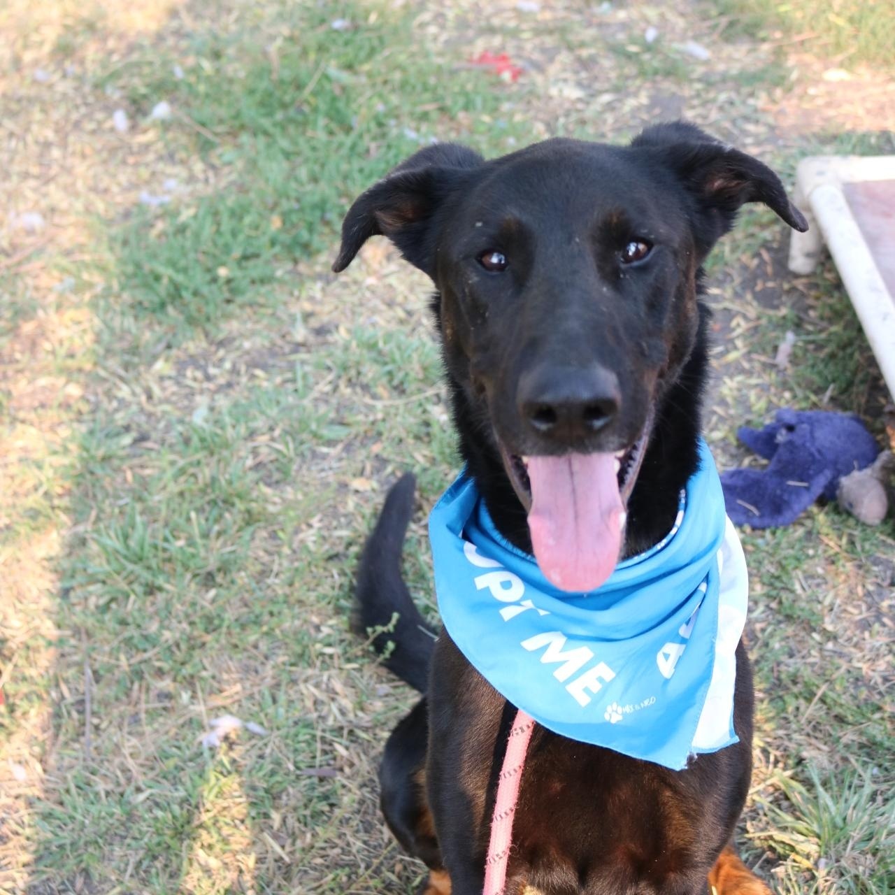 Rex, a Adoptable mixed breed in La Grande, OR image 4/6