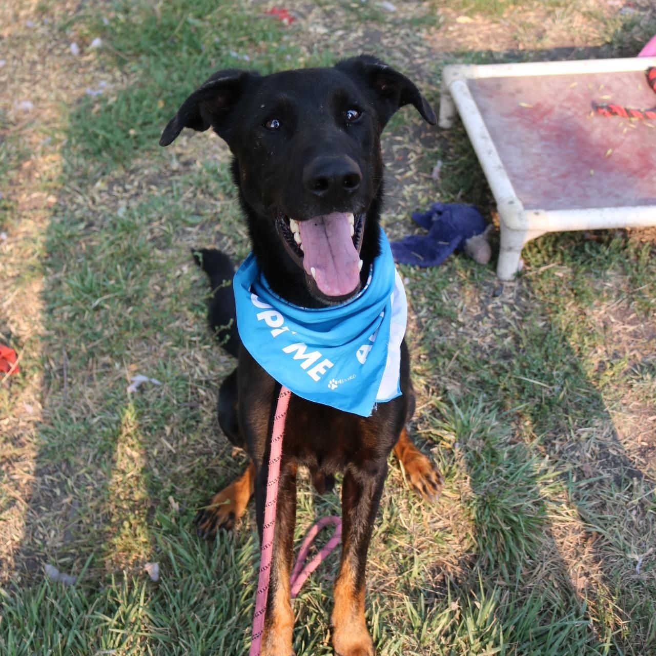 Rex, Adoptable, Adult Male Doberman Pinscher & Shepherd.