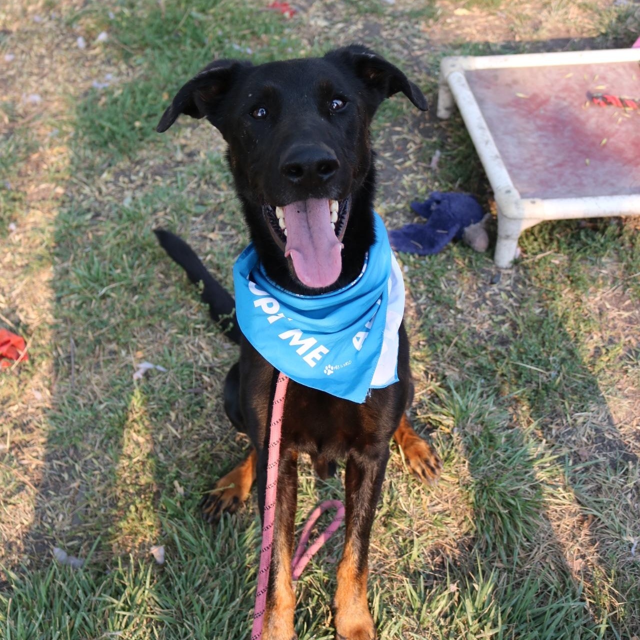 Rex, a Adoptable mixed breed in La Grande, OR image 5/6