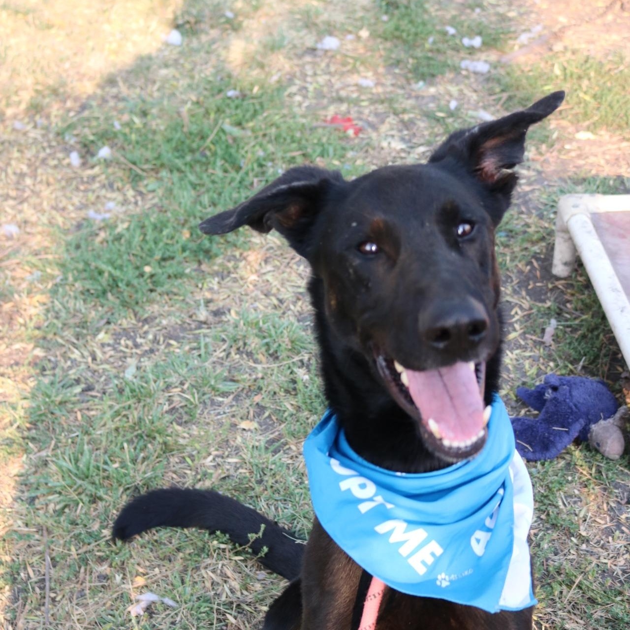 Rex, a Adoptable mixed breed in La Grande, OR image 2/6