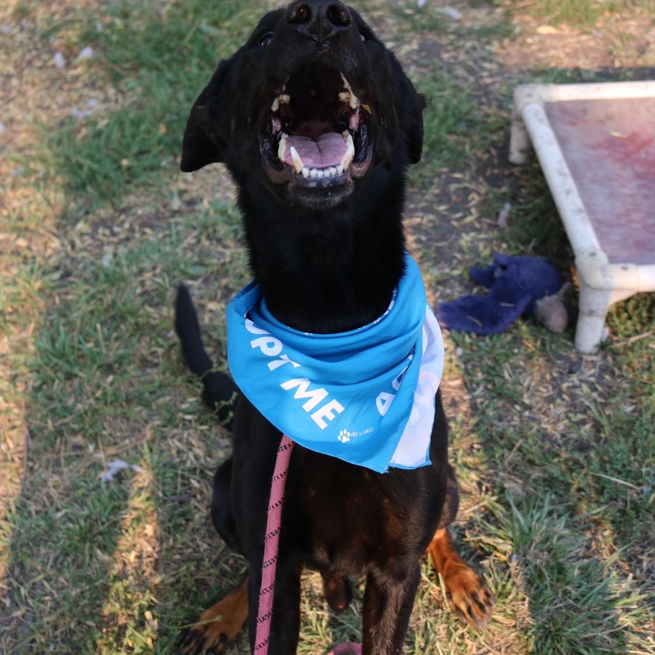 Rex, a Adoptable mixed breed in La Grande, OR image 6/6