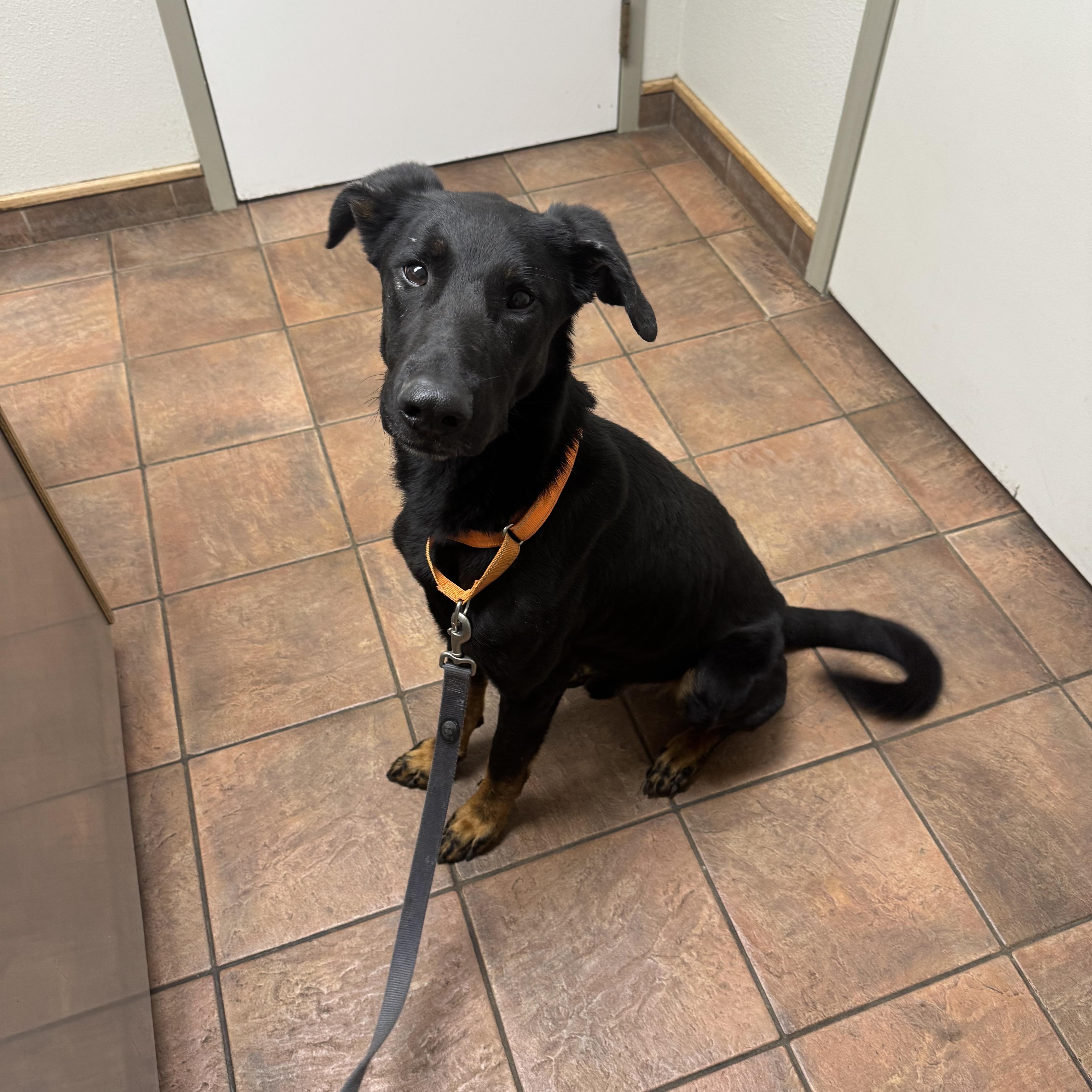 Rex, Adoptable, Adult Male Doberman Pinscher & Shepherd.