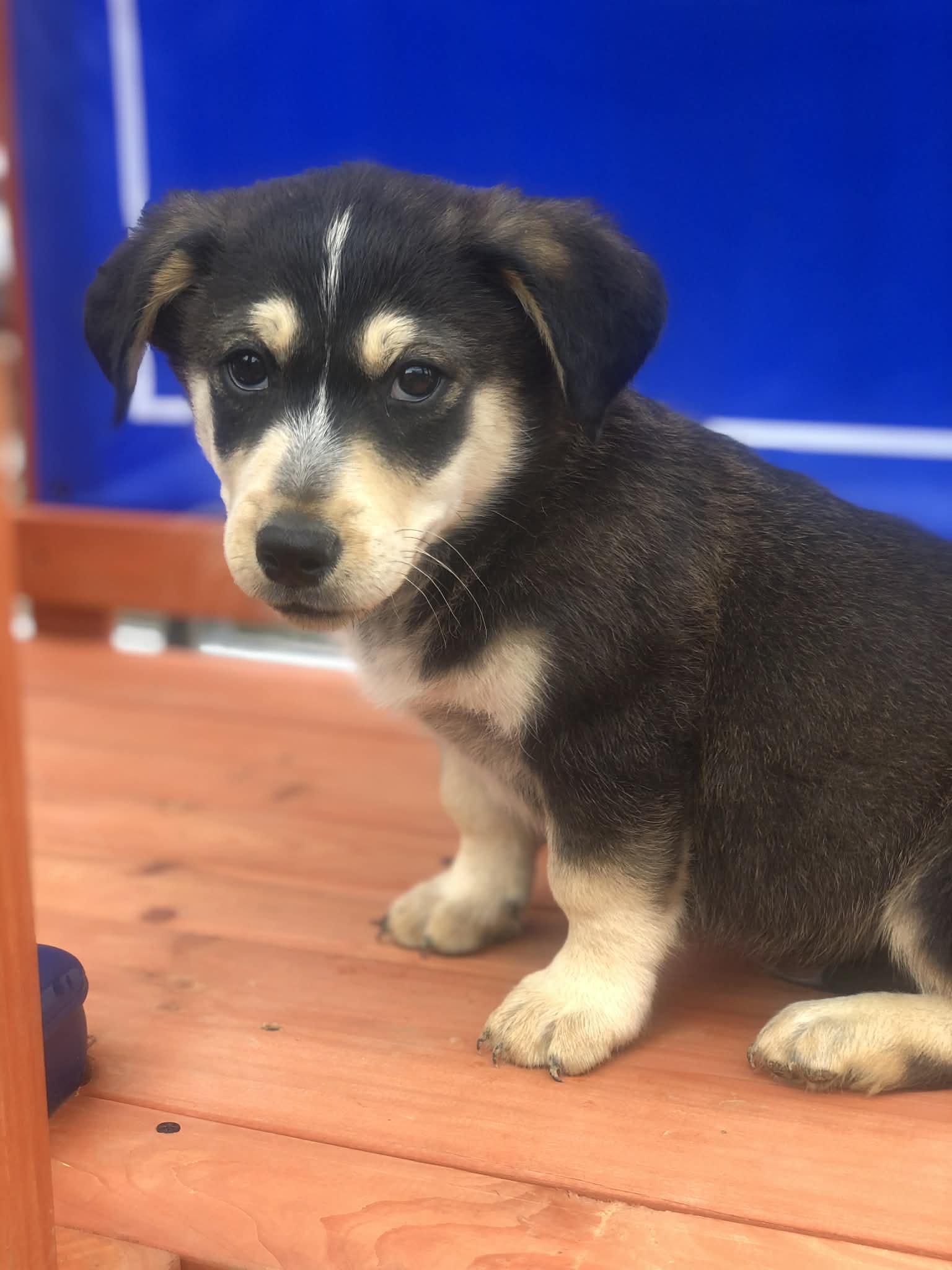 Enlarge Rodney , an adopted mixed breed in Campton, KY image 3/4