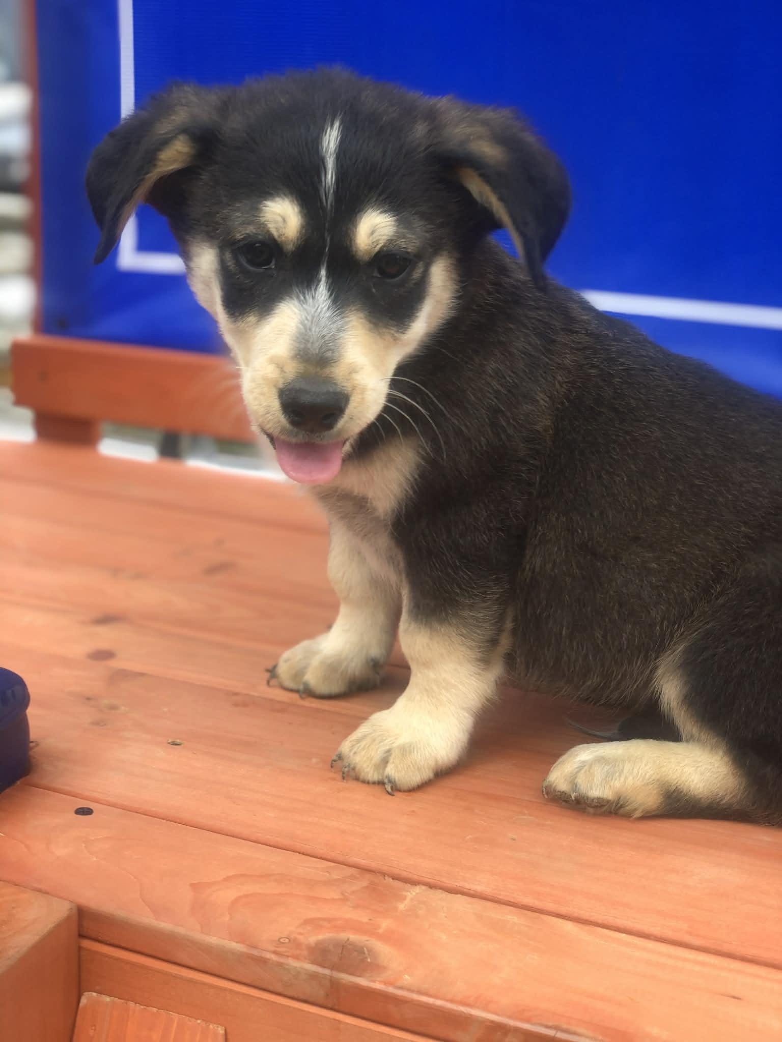 Enlarge Rodney , an adopted mixed breed in Campton, KY image 2/4