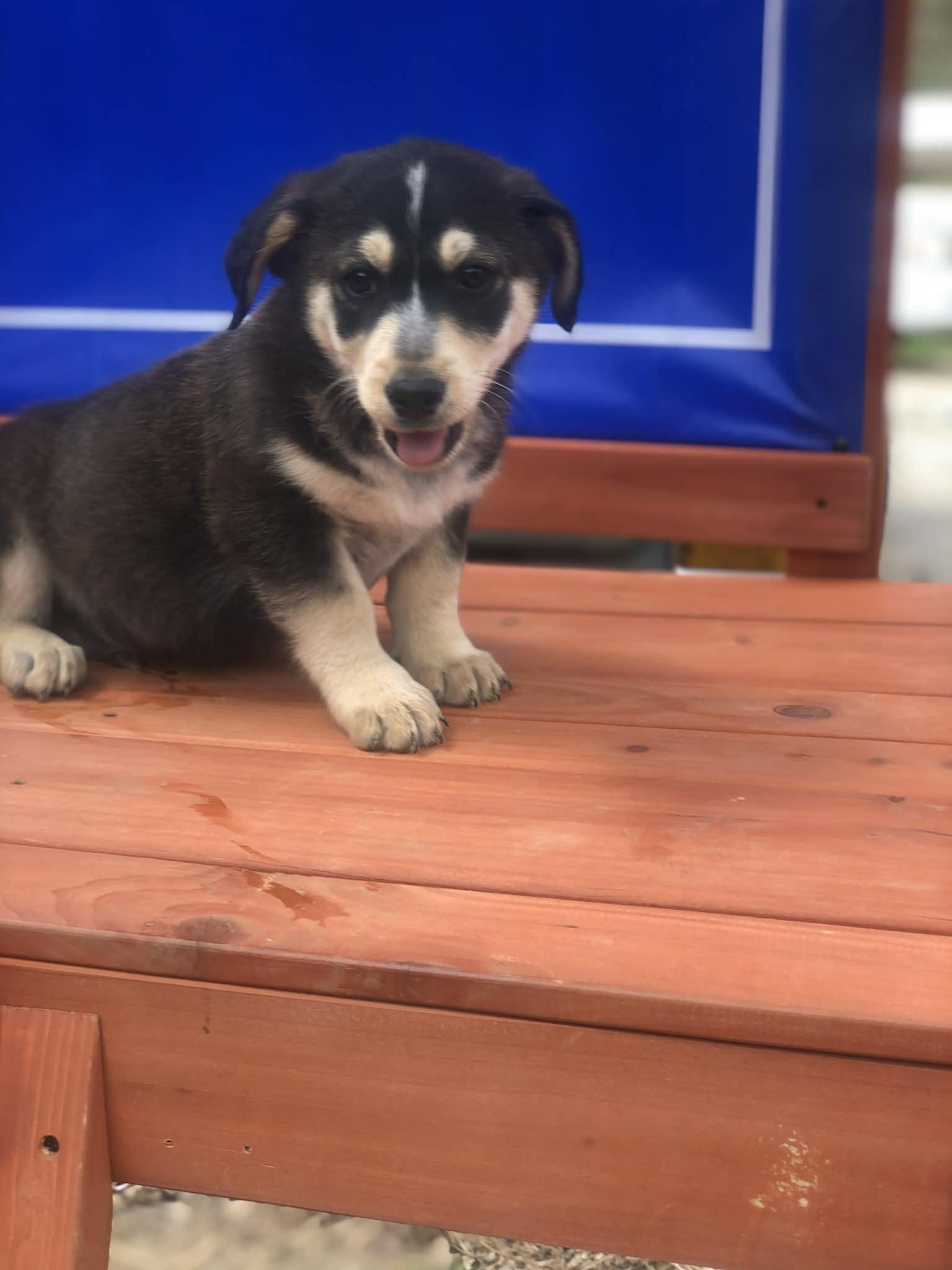 Rodney , adopted, Puppy Male Australian Shepherd & Golden Retriever.
