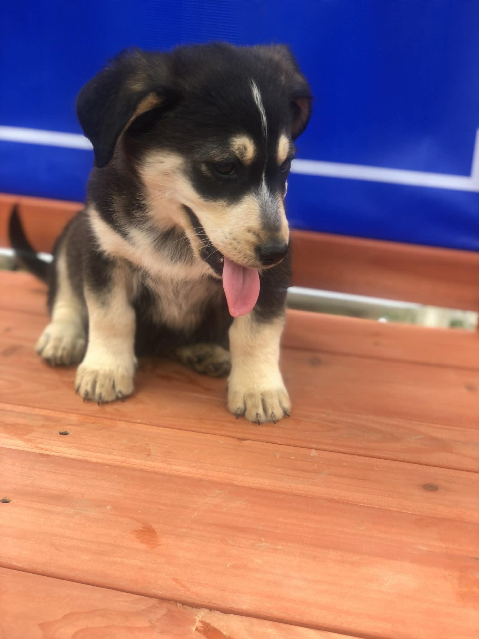 Enlarge Rodney , an adopted mixed breed in Campton, KY image 4/4