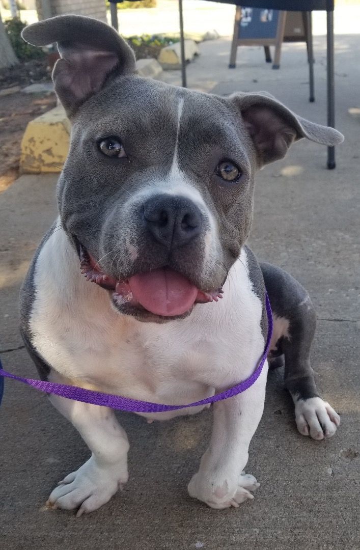 Dog for adoption an American Bully in Choctaw, OK Petfinder