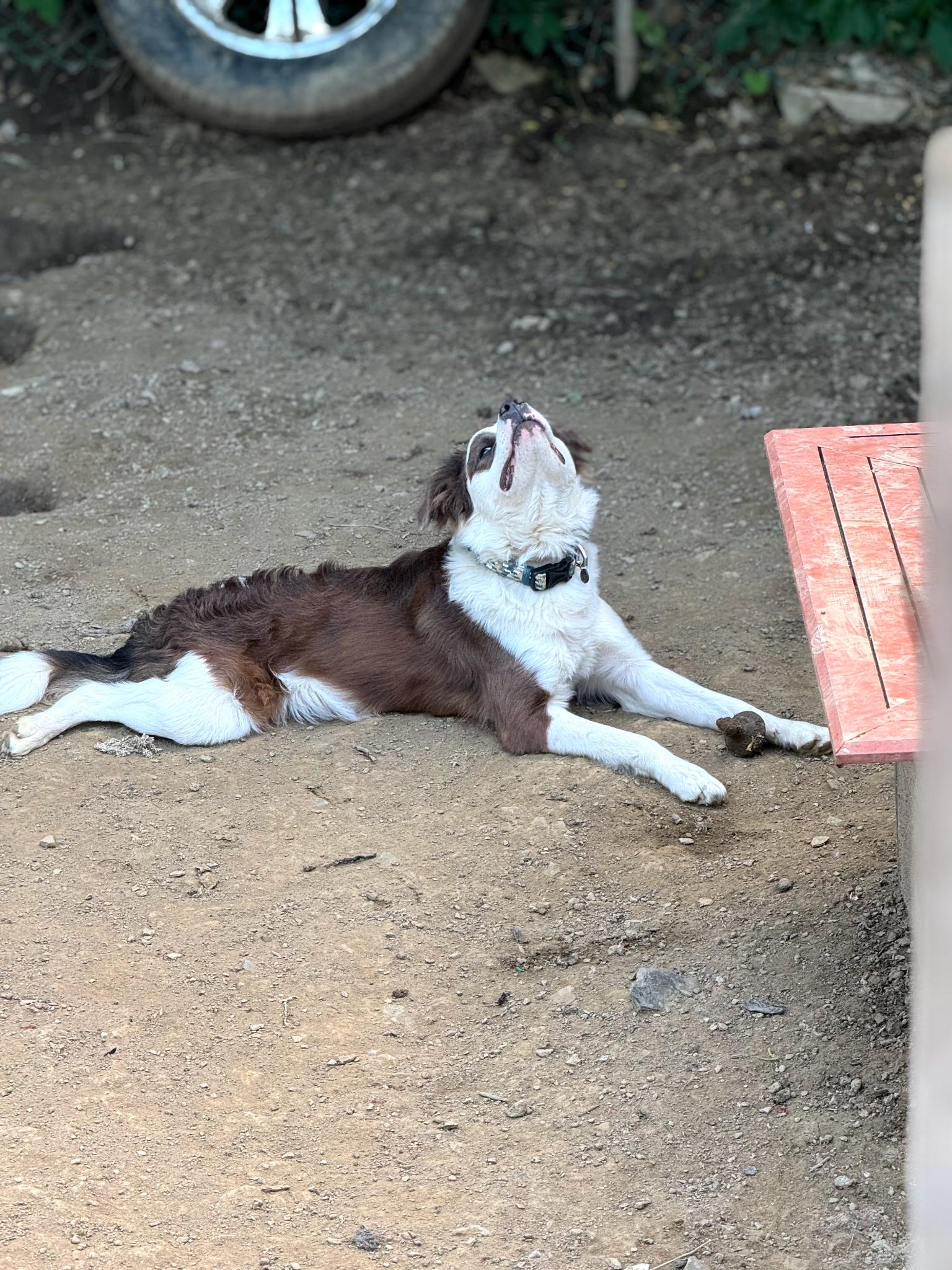 Bane, a Adoptable mixed breed in PITTSBURGH, PA image 1/6